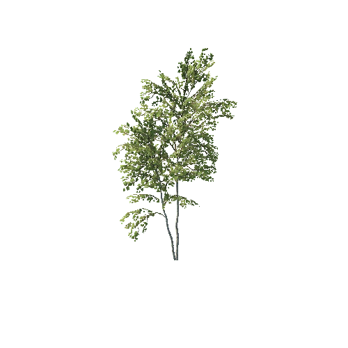 PF Birch F Sapling